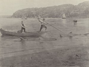 Haifischfang, Chowder Bay