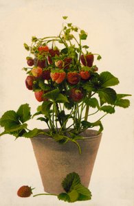Erdbeeren in einem Topf