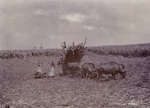 Zuckerplantage, Barbados, 1880 von English Photographer