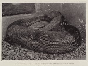 Die Boa Constrictor nach dem Verschlingen ihres Gefährten im Zoologischen Garten von English Photographer