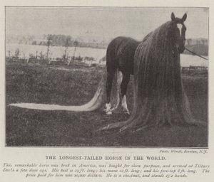 Das Pferd mit dem längsten Schweif der Welt von English Photographer