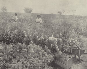 Die Ananas von English Photographer