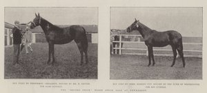 Der Rekordpreis-Blutstockverkauf in Newmarket von English Photographer