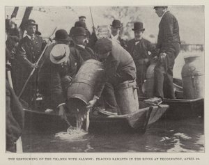 Die Wiederauffüllung der Themse mit Lachsen, Einsetzen von Junglachsen in den Fluss bei Teddington, 23. April