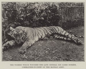 Die Tigerin, die den verstorbenen General Sir James Dormer, Oberbefehlshaber der Madras-Armee, verwundet hat