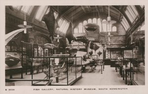 Das Victoria und Albert Museum, South Kensington, London, Fischgalerie