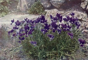 Viola Gracilis von English Photographer
