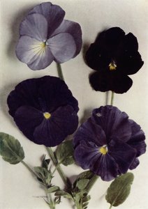 Veilchen, Maggie Mott, Admiral der Blauen, Archibald Grant und Jenny M