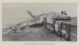 Gestrandeter Wal in Birchington-on-Sea