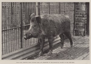 Wildschwein, aus dem Windsor Park entfernt und der Zoologischen Gesellschaft von HM dem König geschenkt von English Photographer