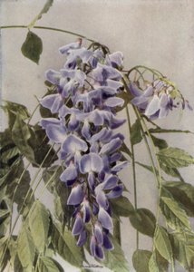 Wisteria Chinensis von English Photographer