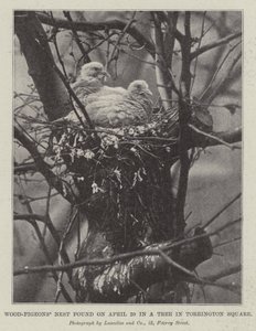 Nest von Ringeltauben, gefunden am 20. April in einem Baum am Torrington Square von English Photographer