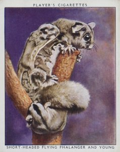 Zoo-Babys: Kurzschwänziger Flugbeutler und Junges von English Photographer