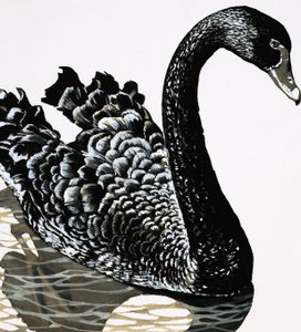 Ein schwarzer Schwan von English School