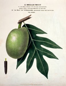 Eine Brotfrucht, ca. 1825 von English School