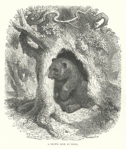 Ein Braunbär zu Hause von English School