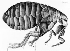 Ein Floh aus der Mikroskopbeobachtung von Robert Hooke (1635-1703), 1665