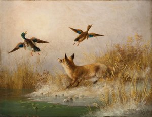 Ein Fuchs spült eine Stockente und eine Ente auf von English School