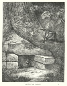 Ein Fuchs auf der Lauer (Gravur) von English School