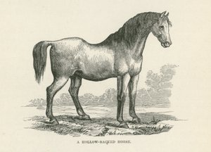 Ein hohlrückiges Pferd (Gravur) von English School