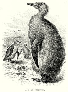 Ein Königspinguin von English School