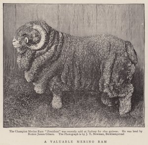 Ein wertvoller Merino-Widder von English School