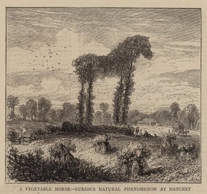 Ein Gemüse-Pferd, kurioses Naturphänomen in Datchet (Gravur) von English School