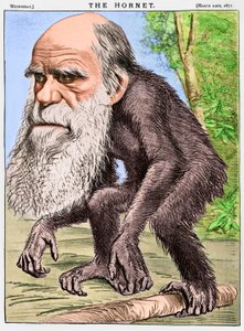 Ein ehrwürdiger Orang-Utan, eine Karikatur von Charles Darwin als Affe