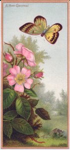 Eine viktorianische Weihnachtskarte mit einem Schmetterling und einem Busch von Hundsrosen, ca. 1880 von English School