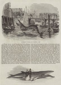 Eine Walart im Thames (Gravur)