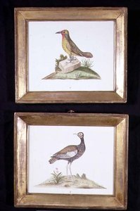 Ein Specht und ein Auerhuhn, ca. 1800 von English School