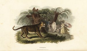 Ein Tiger, Panthera tigris, wird von einer englischen Frau mit einem Regenschirm verscheucht