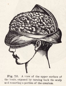 Ansicht der oberen Oberfläche des Gehirns, freigelegt durch Zurückziehen der Kopfhaut und Entfernen eines Teils des Schädels (Stich) von English School