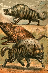 Erdwolf, Fleckenhyäne und Streifenhyäne