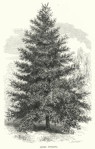 Abies Pinsapo (Stich) von English School