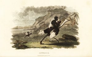 Afrikanische Männer und Jungen reiten zahme Strauße in einer französischen Fabrik in der Nähe von Podor, Senegal von English School