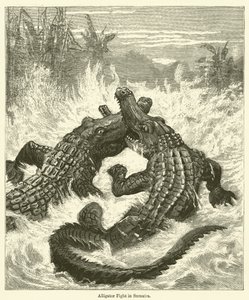 Alligatorenkampf in Sumatra