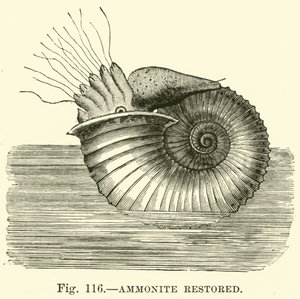 Ammonit (restauriert) von English School
