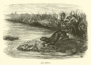 Ein Otter