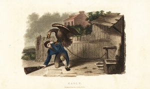 Ein Adler greift seinen Wärter an, um sich für eine Woche zuvor erhaltene Peitschenhiebe zu rächen