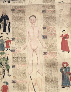 Anatomisches Diagramm, aus De arte phisicali e de cirugia von John Ardene, 1412