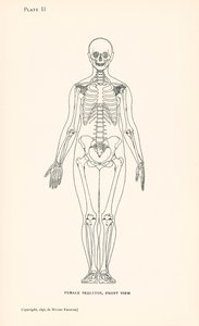 Anatomie: Weibliches Skelett, Vorderansicht von English School