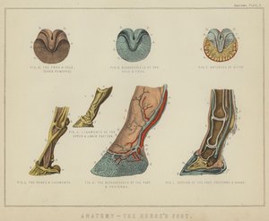Anatomie, der Huf des Pferdes (Farblithografie) von English School
