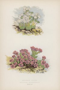 Flaumige Mannsschild; Gegenblättriger Steinbrech (Farblithografie)
