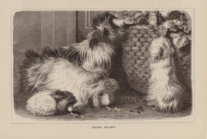 Angora-See-Schweine (Gravur) von English School