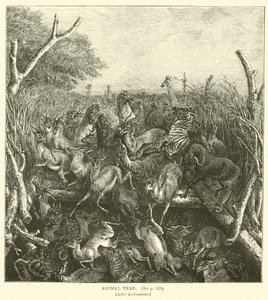 Tierfalle, nach Livingstone von English School