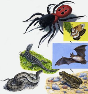 Tiere Montage