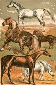 Arabisches Pferd, Kaltblut, Rennpferd, Shetlandpony und Pony von English School