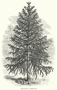 Araucaria Imbricata von English School