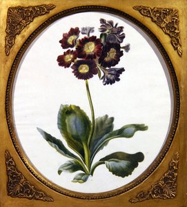 Aurikel, ca. 1850 von English School